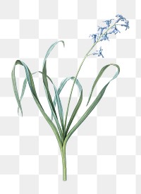  Dutch hyacinth png, transparent background 