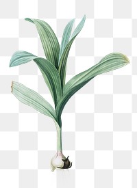 Onion plant png vintage illustration, botanical design on transparent background