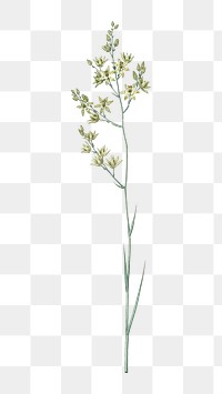 Small flower png vintage illustration, botanical design on transparent background