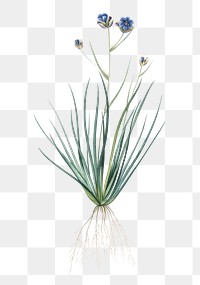  Blue corn-lily png, transparent background 