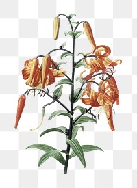  Tiger lily png, transparent background 