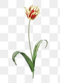  Didier's tulip png, transparent background 