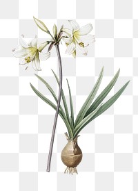  Belladonna lily png, transparent background 