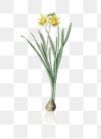  Lesser wild daffodil png, transparent background 
