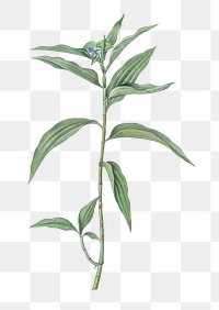  Dayflower png, transparent background 