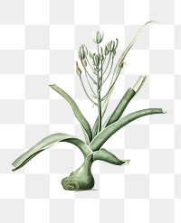  Slime lily png, transparent background 