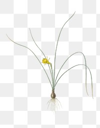  Petticoat daffodil png, transparent background 