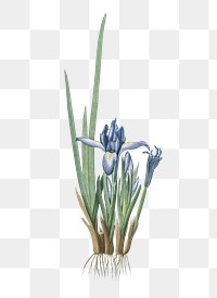  Milky iris png, transparent background 