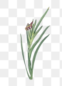  Spider iris png, transparent background 