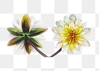 Flower png vintage illustration, botanical design on transparent background