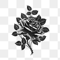 Gothic rose & thorns png sticker, transparent background