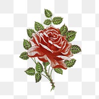 Png blooming red rose sticker, transparent background