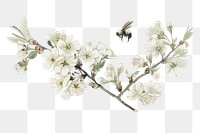 Apple blossom png, transparent background