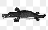 Png Duck-billed platypus sticker, vintage, transparent background