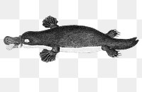 Duck-billed platypus png, vintage, transparent background