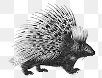 Vintage porcupine png animal illustration on transparent background