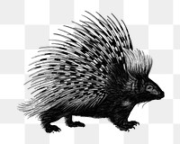 Vintage porcupine png animal illustration on transparent background