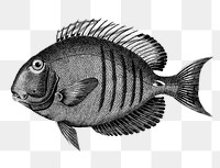 Lancet acanthurus fish png sticker, transparent background 