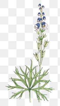 Blue flower png vintage illustration, botanical design on transparent background