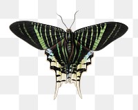 Green moth png vintage insect illustration, transparent background. Remixed by rawpixel. 