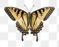 Eastern tiger swallowtail png vintage butterfly illustration, transparent background. Remixed by rawpixel. 