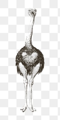 Vintage ostrich png animal illustration, transparent background. Remixed by rawpixel. 