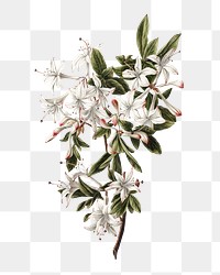 Azaleas flower png, transparent background 