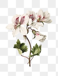 Azaleas flower png, transparent background 