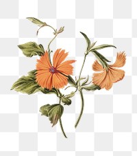 Orange flower png, transparent background 