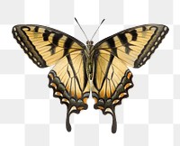 Vintage butterfly png sticker, Eastern tiger swallowtail, transparent background