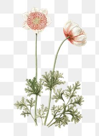 Anemones vintage flower png, transparent background 