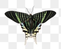 Green butterfly png vintage illustration, transparent background