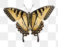 Butterfly png vintage illustration, transparent background