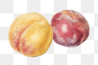 Vintage png peach fruit illustration on transparent background