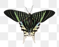 Butterfly png sticker, Urania leilus, transparent background