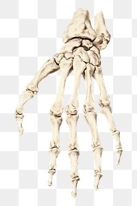 PNG Vintage Skeleton hand, illustration, collage element, transparent background
