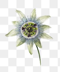 Passion Flower png, vintage transparent background