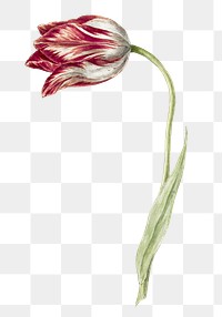 Pink tulip png,  vintage transparent background