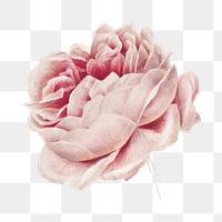 Blooming pink rose flower  png, transparent background 