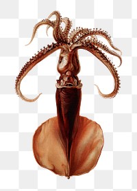 Png colored vintage squid sticker, transparent background