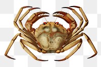 Png Atlantic deep sea red crab sticker, transparent background