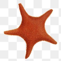 Starfish png vintage illustration, transparent background