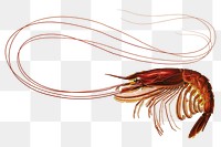 Shrimp png vintage illustration, transparent background