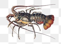 Shrimp png vintage illustration, transparent background