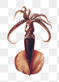 Squid png vintage illustration, transparent background