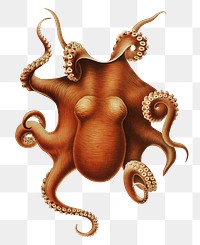 Red octopus png vintage sticker, transparent background