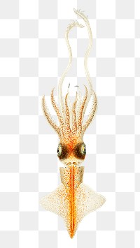 Squid png vintage illustration, transparent background