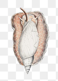 Snail png vintage illustration, transparent background