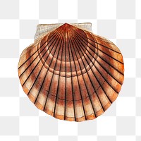 Clam shell png vintage illustration, transparent background