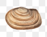 Clam shell png vintage illustration, transparent background